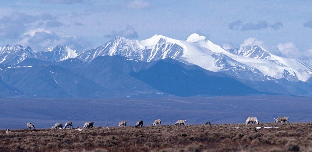 Arctic Refuge